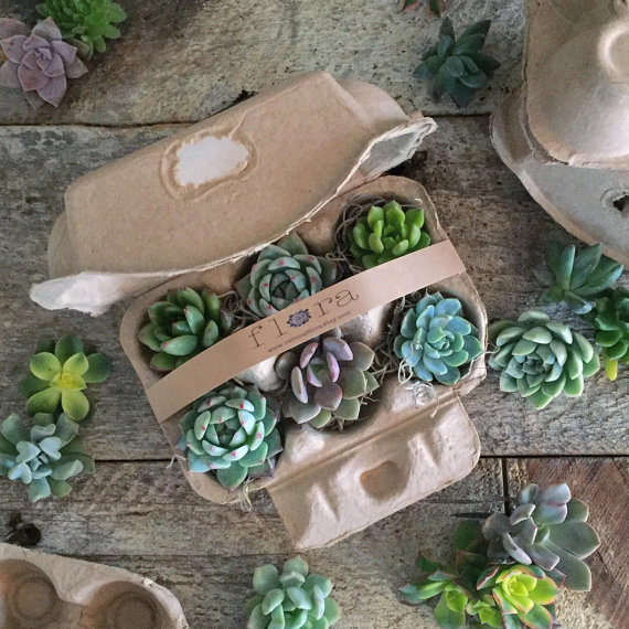 this Succulent Starting Kit will add a little freshness to your coworkers desk