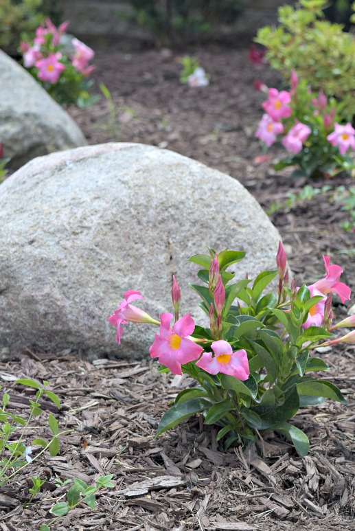 Fresh new flowers in our summer flower beds blooming in the Michigan sun