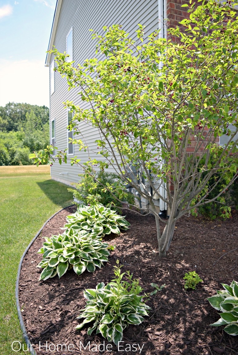 We updated our summer flower beds with new plants and flowers for a fresh summer look