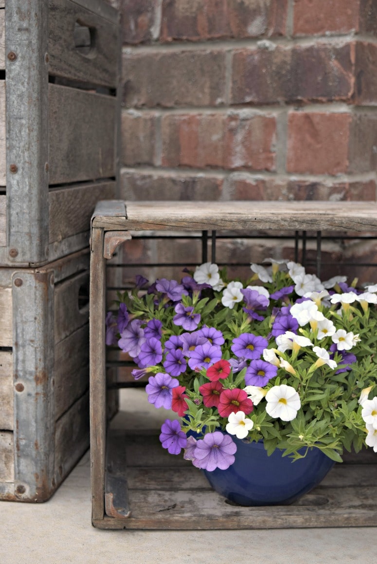 These vintage crates are perfect for holding summer flowers like these colorful purple and pink mums