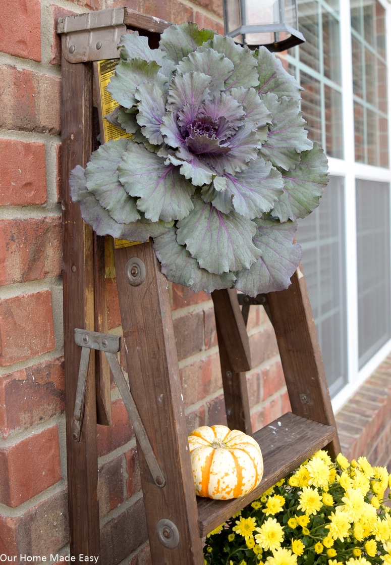 These large ornamental kale plants are the perfect addition to our fall front porch