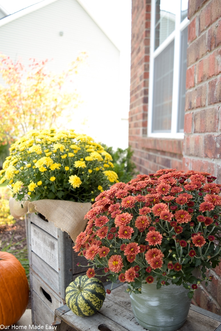 Bright yellow and red mums are the perfect Fall front porch accents 