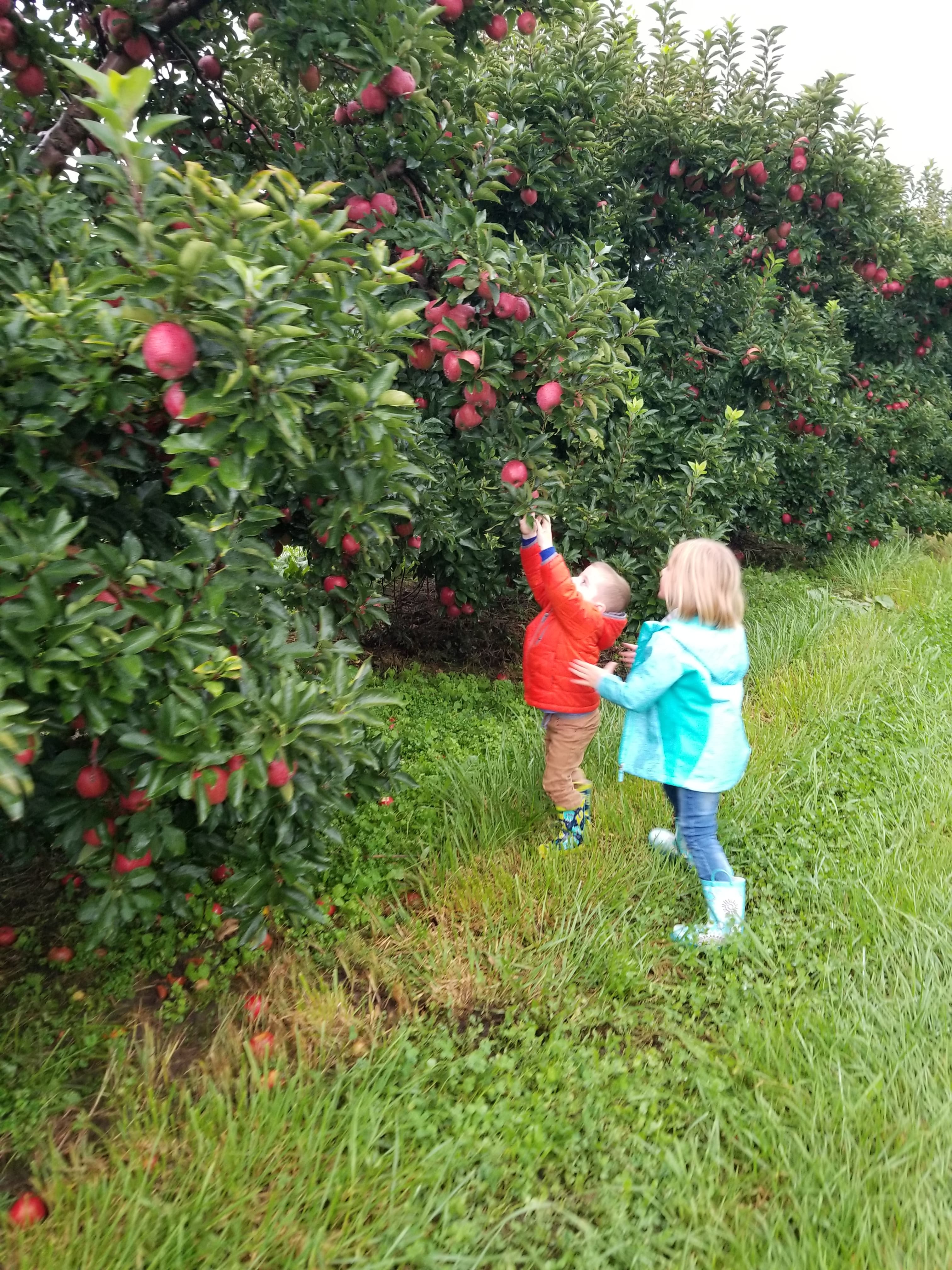 The kids loved picking apples on a day out with the family