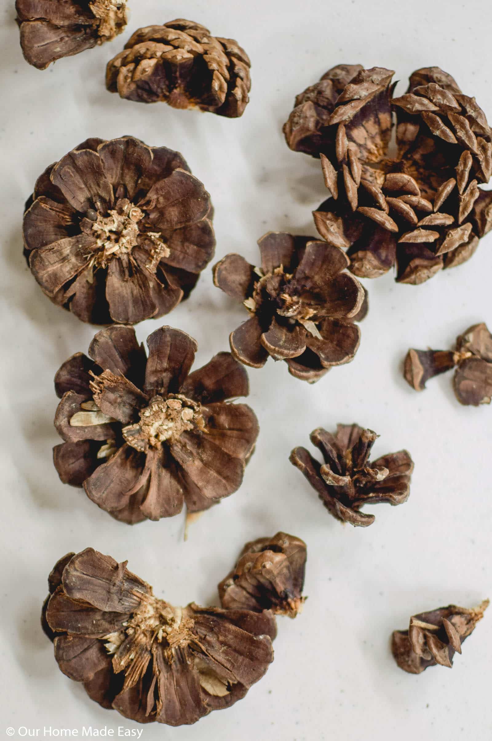 Pinecone slices look like wooden flowers when cut into pieces