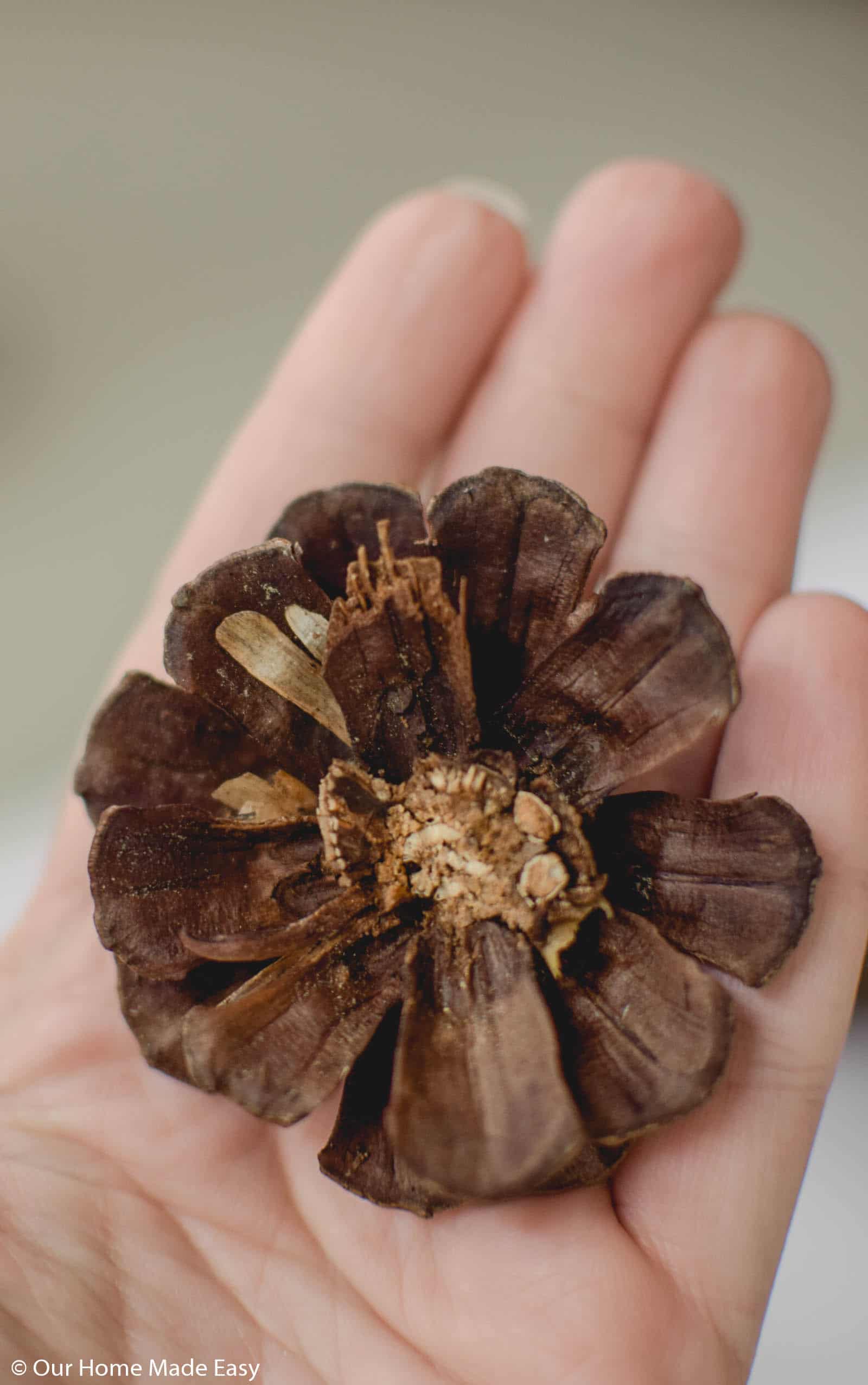 These pinecone slices look like rustic wooden flowers