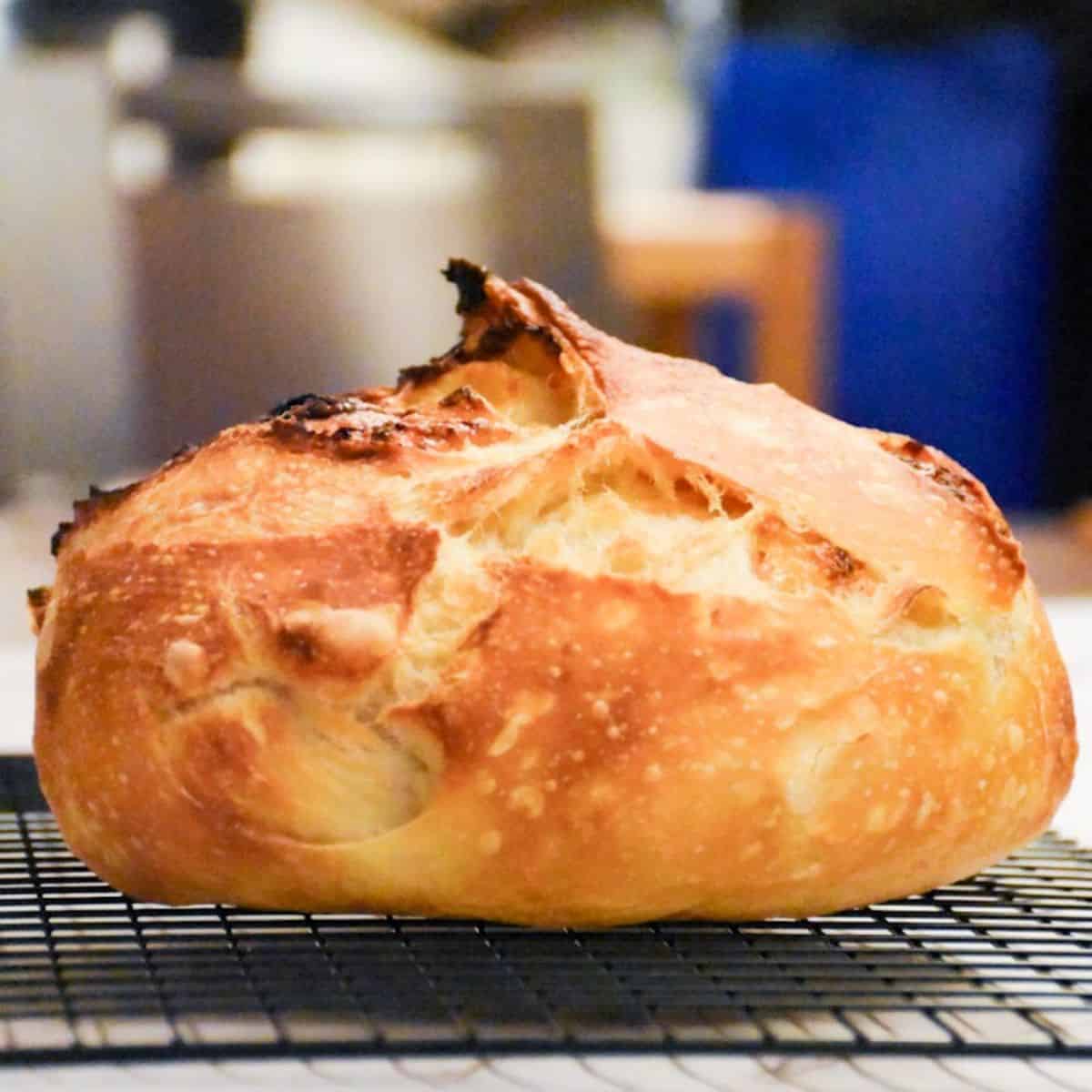 Image for Sourdough Bread With Roasted Garlic and Parmesan Cheese